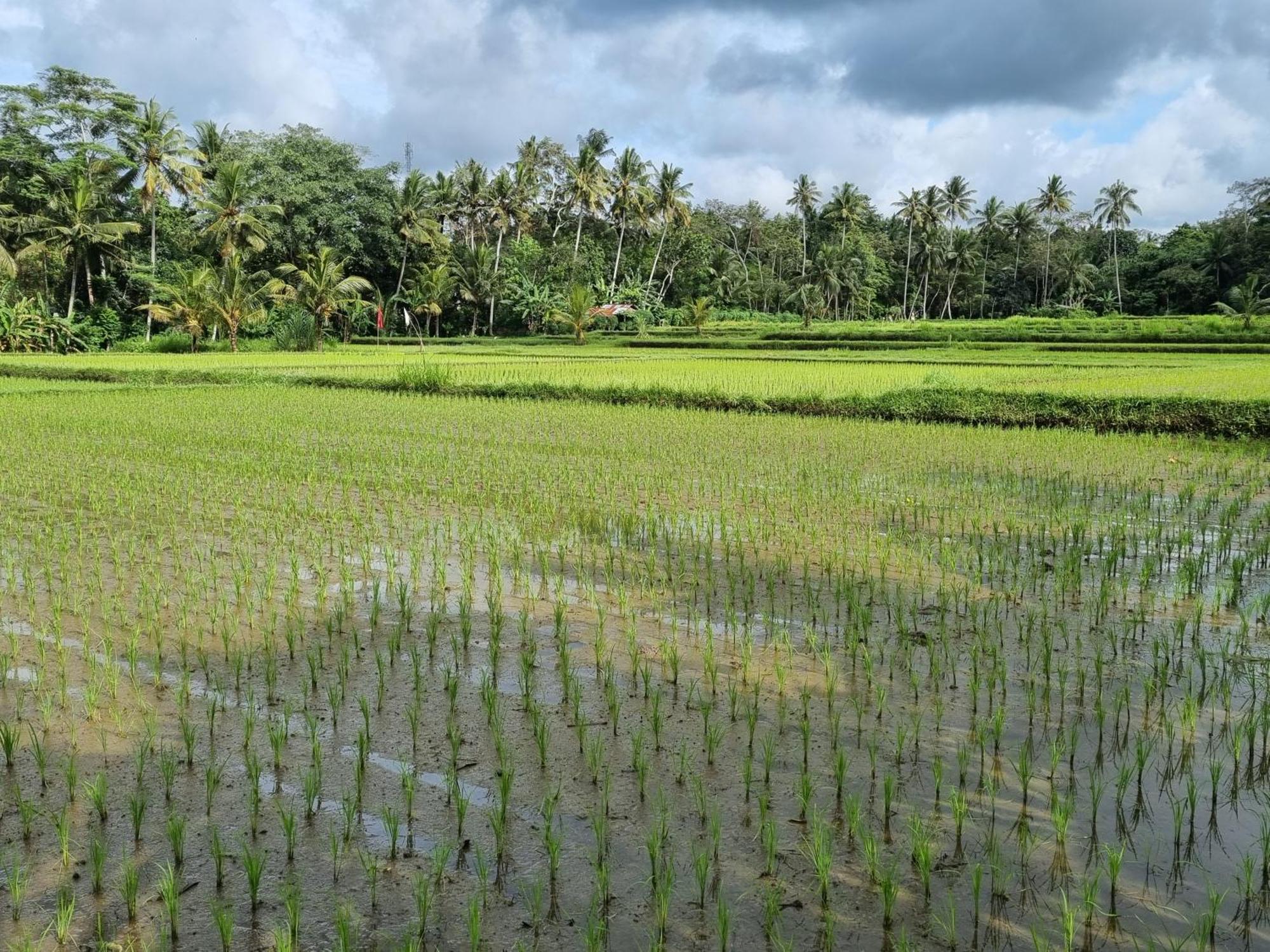 New 4 Bedroom Villa Surrounded By Jungle And Ricefields ウブド エクステリア 写真